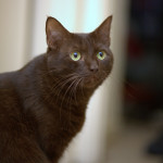 Image by Dave Scelfo. Used under Creative Commons license 2.0