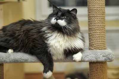 cat_on_cat_tree
