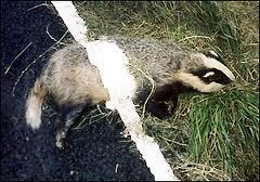 badger3
