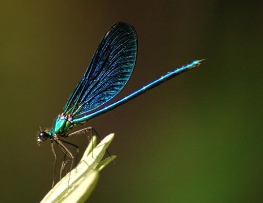 Dragonfly