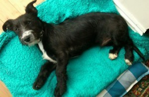newpup