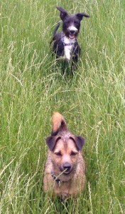 dogs2