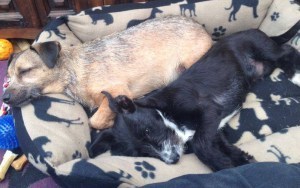 dogs4