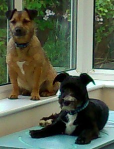 dogs3