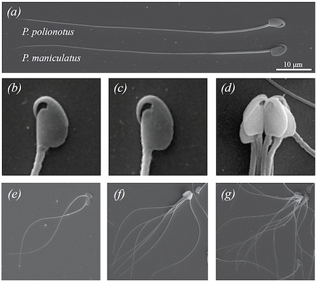 mouse-sperm-7