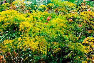 dill with white aster and heirloom poppies