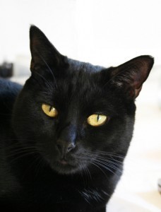 cat_myths