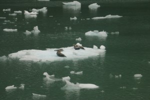 I would have missed these guys if I had stayed on a higher deck. 