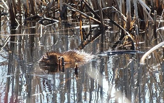 weasel-hunts-muskrats-in-ontario-swamp-L-5pb0h9