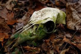 deerskull