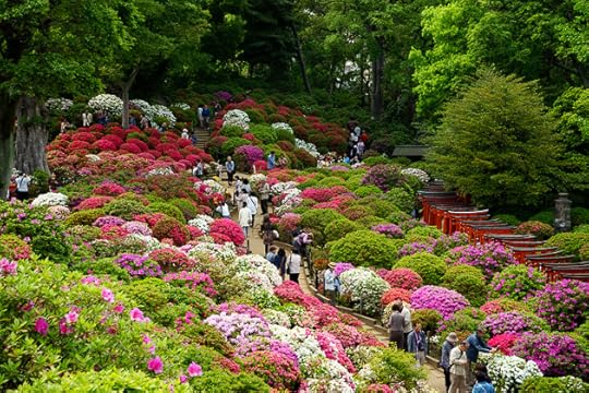 Bunkyo Azalea Festival At The Nezu Shrine