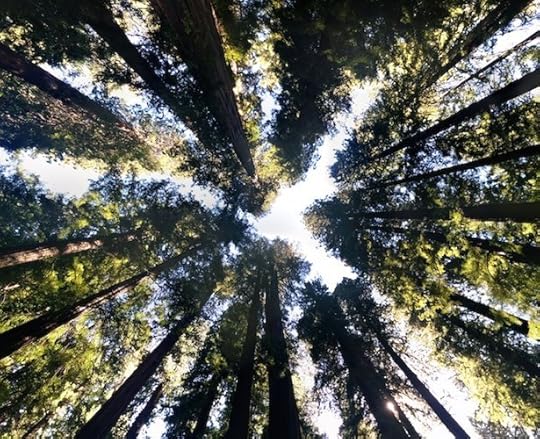 Avenue of the Giants