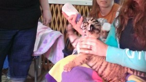 babytigers