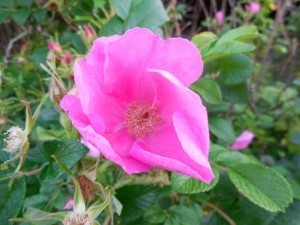 DSCN0134