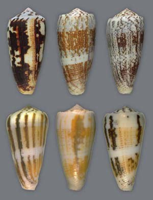 Cone snail shells: Not just something pretty to look at.