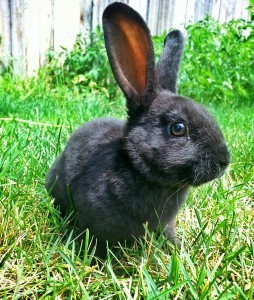 Little Bunny Foo Foo