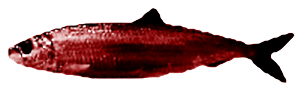 Red_Herring