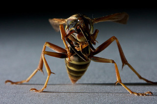 Meet Mr. Yellow Jacket (129 of 365) (EXPLORED!)