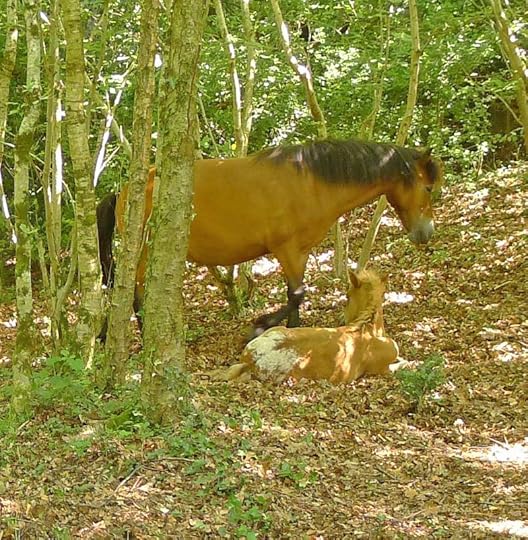 Dartmoor ponies in Nattadon Woods