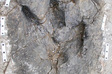 tyrannosaur track mark