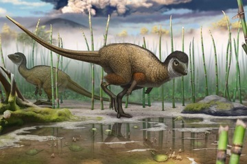 New Feathered Dinosaur Species