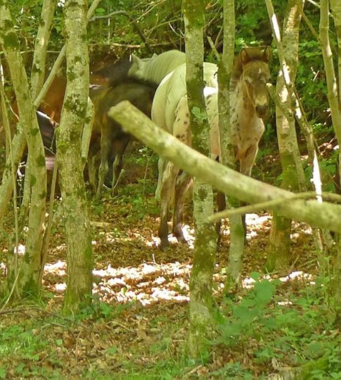 Dartmoor ponies in Nattadon Woods