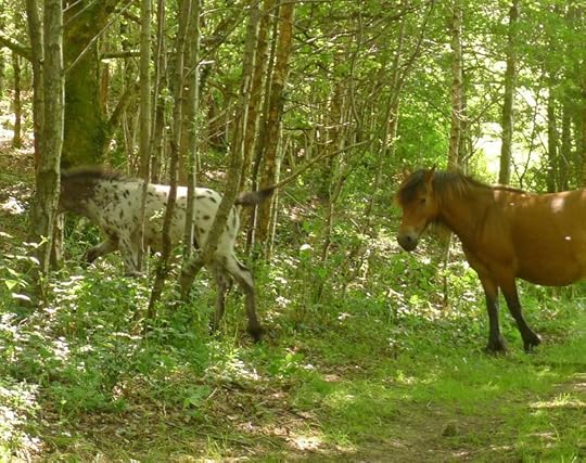 Dartmoor ponies in Nattadon Woods