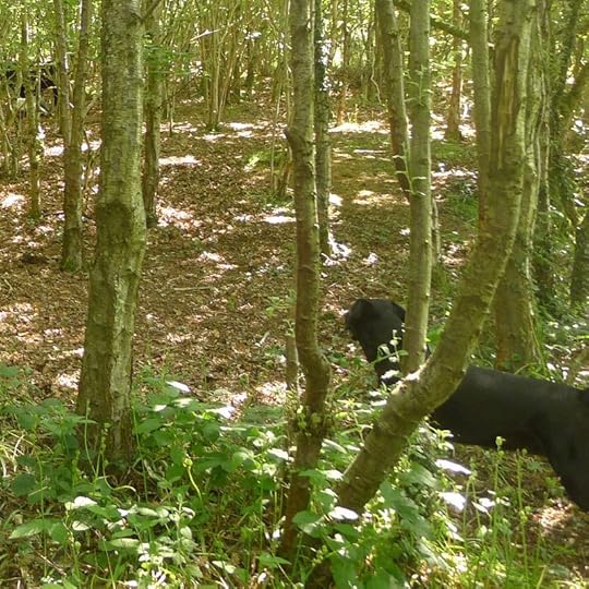 Dartmoor ponies in Nattadon Woods