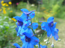 Delphinium