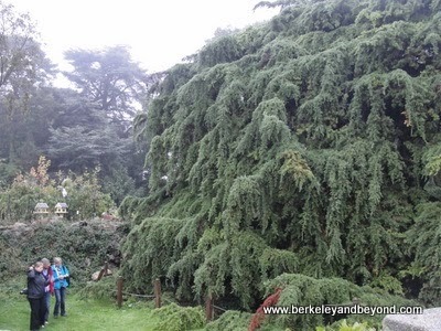 world's largest cypress tree in Wicklow area near Dublin, Ireland