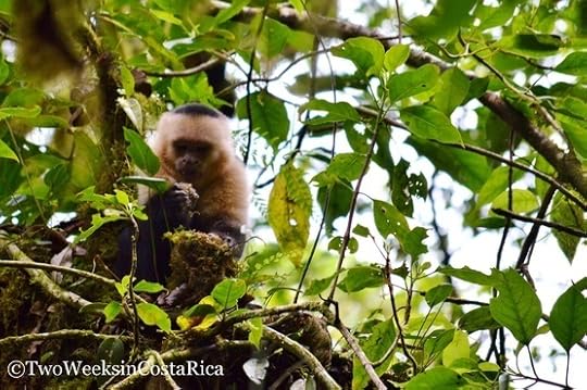 White Faced Capuchin Monkey Monteverde