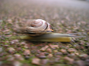 Speedysnail