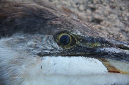 Screen Shot 2014-07-23 at 10.38.54 AM