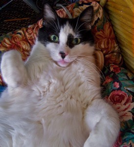 mammary_cancer_in_cats