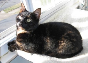 cat_on_window_perch