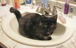 cat_in_sink