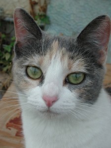 calico_cat
