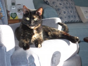 cat_in_the_sun
