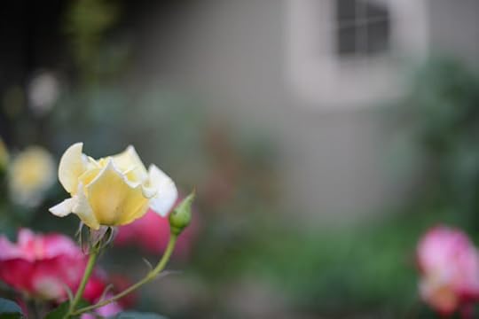 DSC_1586