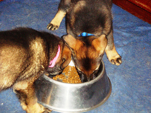 2 pups eating