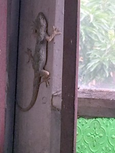 We just don't have insect control like this in DC.