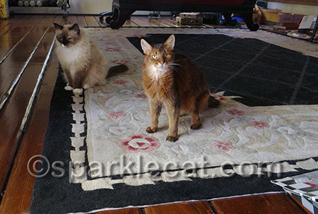 What?! This is OUR rug!