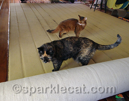 We cats thought it was disgusting