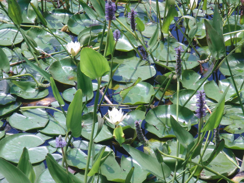 waterliliespickerweed12