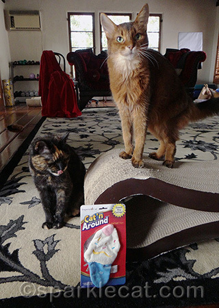 I may have to hide this toy until I have a winner!