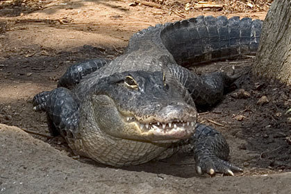 photo AmericanAlligator.jpg