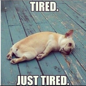 tired dog
