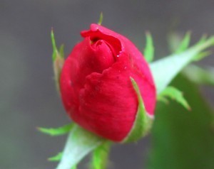 Rosebud, Legoland Florida. Photo by Thomas Cook