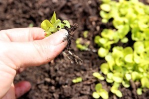 Thinning plants