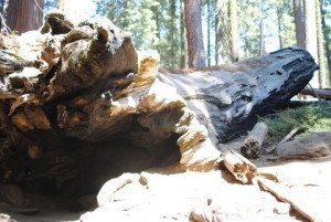 fallen tree 